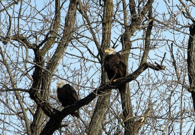 Two bald eagles sitting on the branch of a tree.