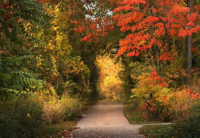 A paved path leading through trees covered in red, yellow and green leaves.