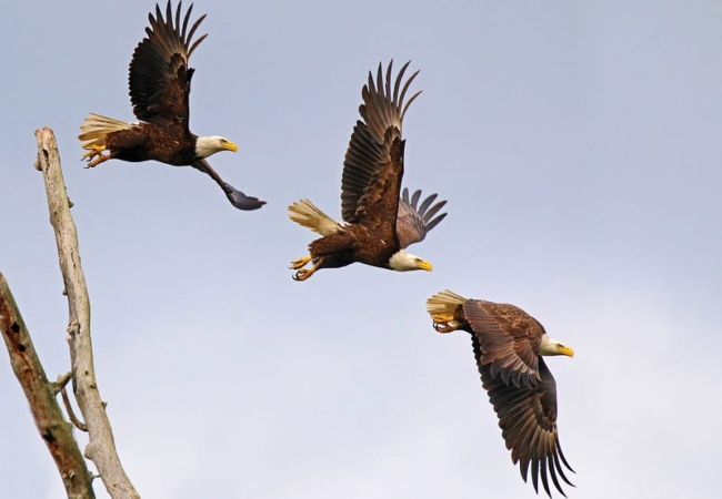 A photo showing the progression of an eagle flapping its wings in the sky.