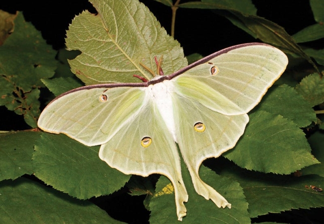 A large, green moth sits on leaves at night.