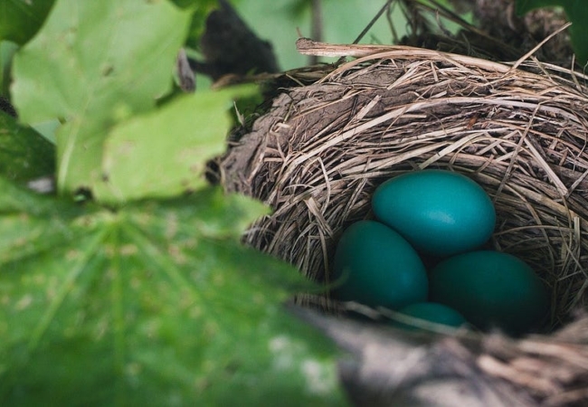 Four bright blue eggs hidden in a robin's next