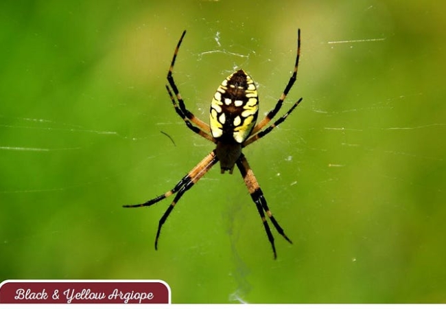 A yellow and black spider hanging in its web.