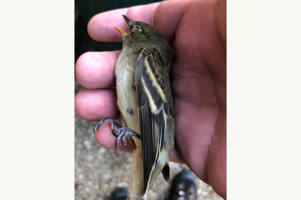 a stunned Acadian flycatcher rests in the palm of a biologist after flying into a window
