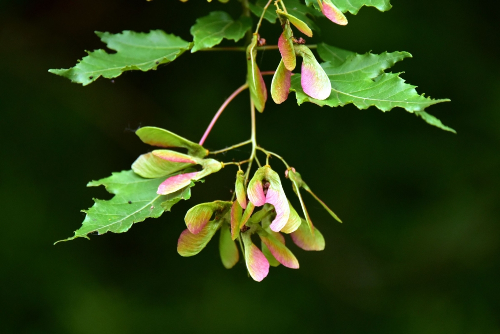 colorful maple seeds hanging from a tree branch along the Bike & Hike Trail