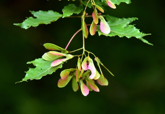 colorful maple seeds hanging from a tree branch along the Bike & Hike Trail