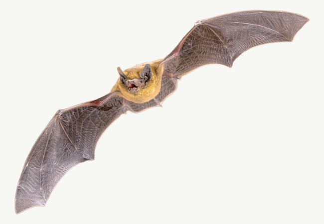 cutout of a bat flying