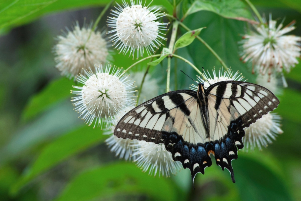 a yellow eastern tiger swallowtail butterfly sits on a buttonbush plant
