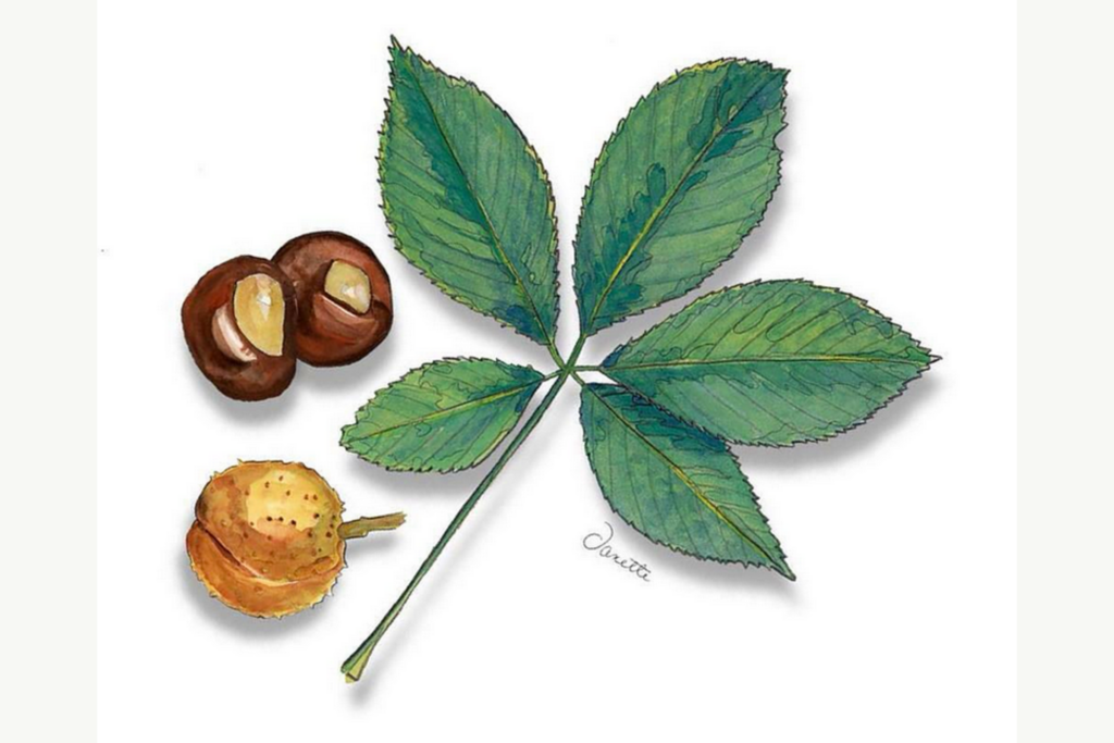 buckeye illustration shows one full buckeye fruit, two seeds and a leaf spread out to show the five leaflets