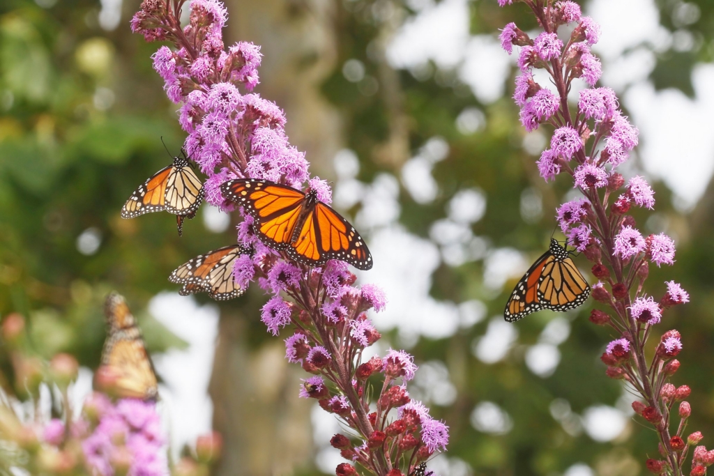 butterflies enjoy blazing star plants at Valley View Area in Cascade Valley Metro Park