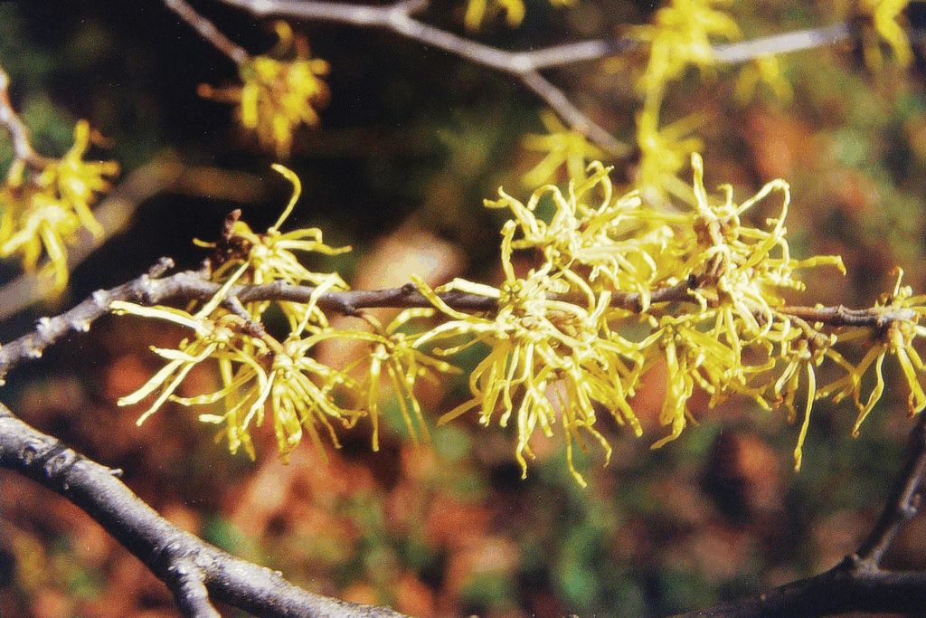 ribbony bright-yellow petals on a brand of common witch hazel