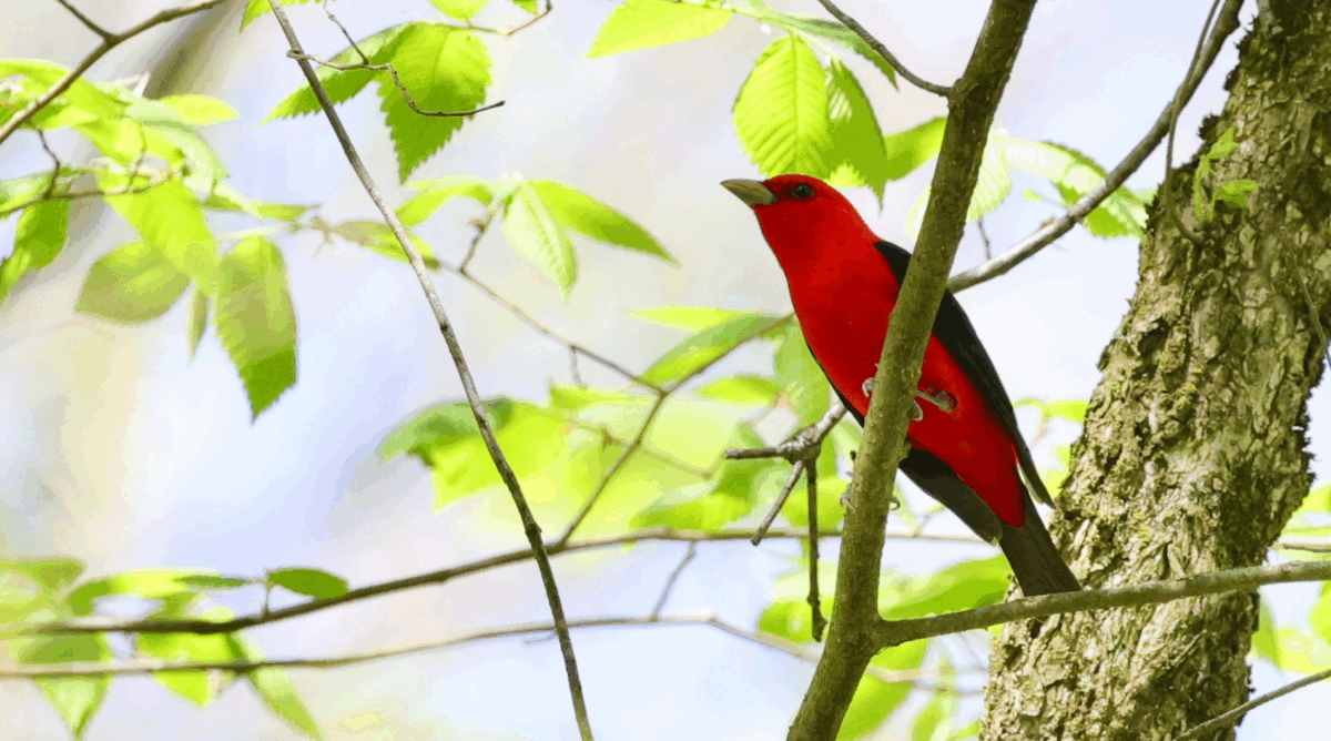 Male scarlet tanager in Deep Lock Quarry Metro Park. Photo by Erin Krumpe