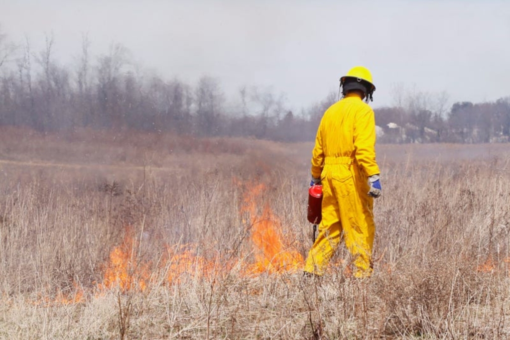 An employee uses a drip-torch to begin a prescribed burn in Springfield Bog Metro Park (photo by volunteer Jerry Cannon)