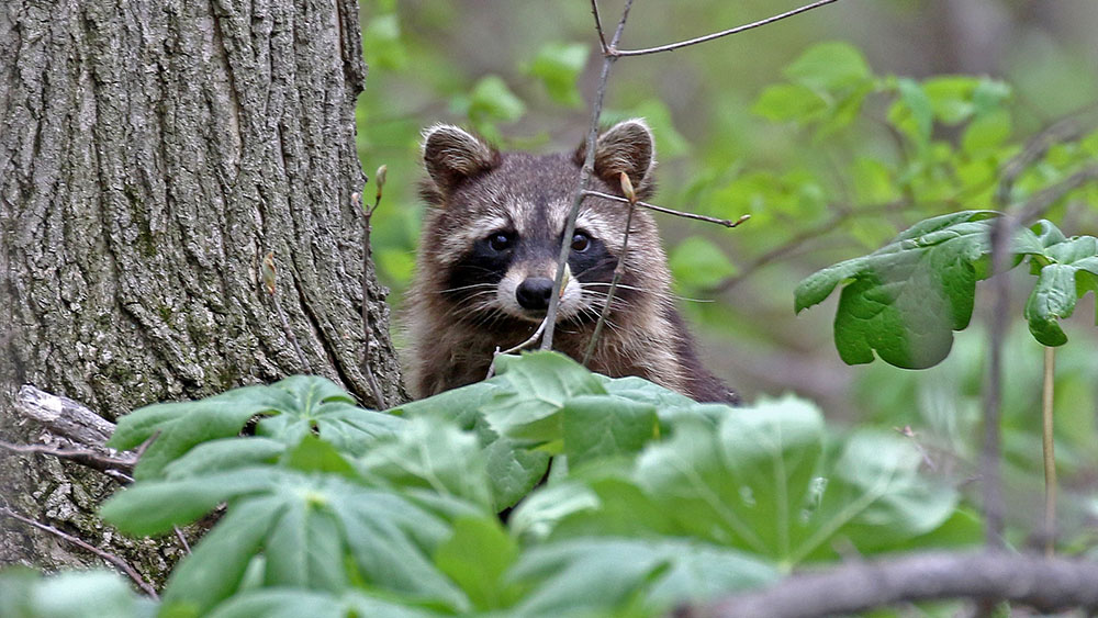 A racoon partially hidden by sticks and mayapple plants in a forest.