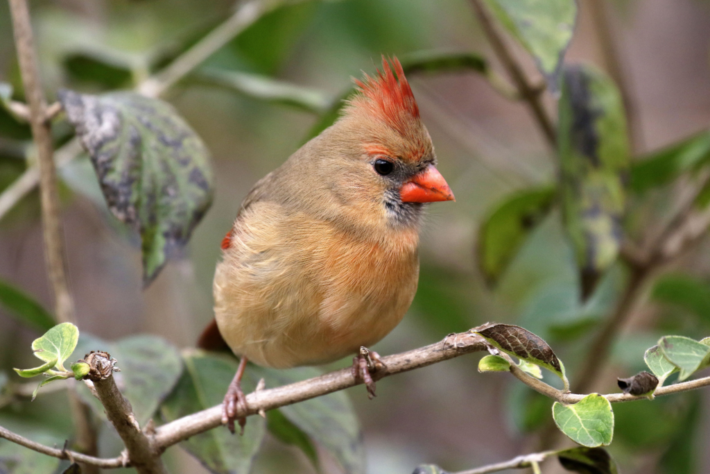 female cardinal sitting on a small branch, surrounded by green leaves