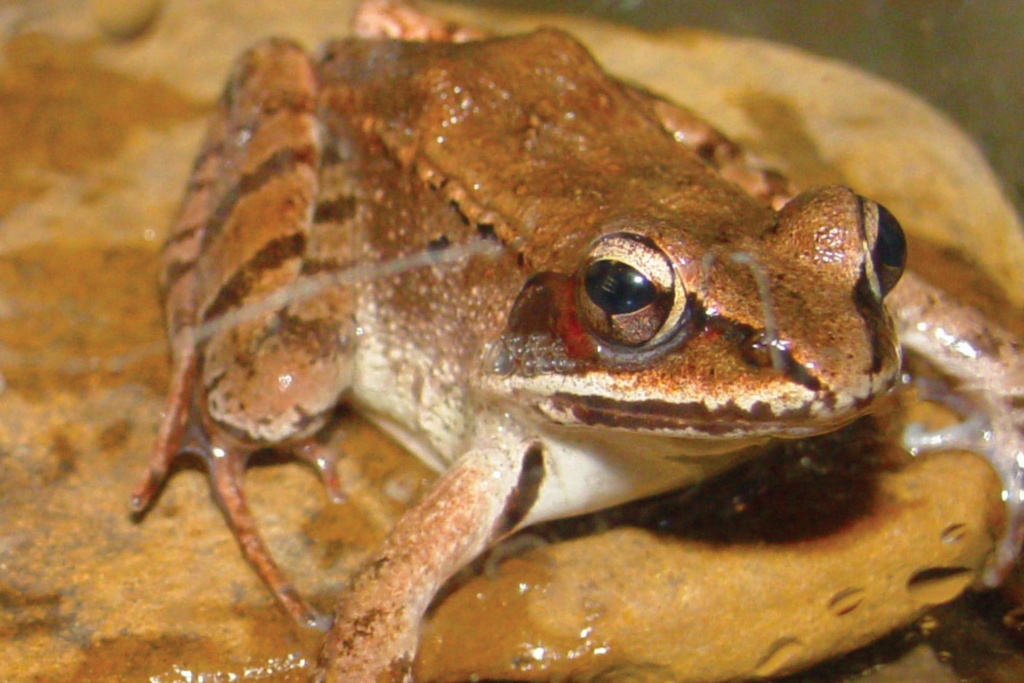 wood frog sitting on a rock in a body of water