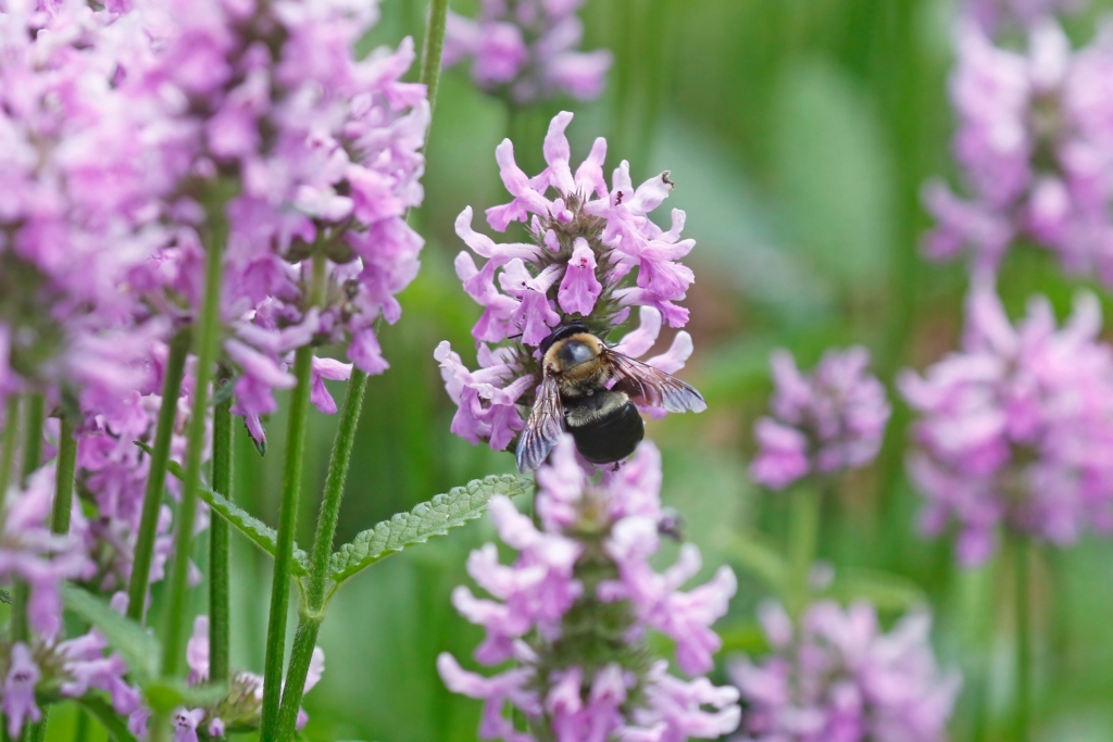 a carpenter bee sits on small purple wildflowers at F.A. Seiberling Nature Realm, photographed by Jerry Cannon