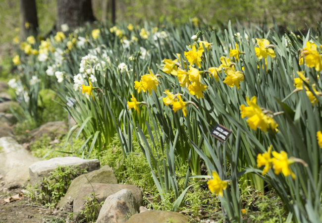 A bed of white and yellow daffodils.