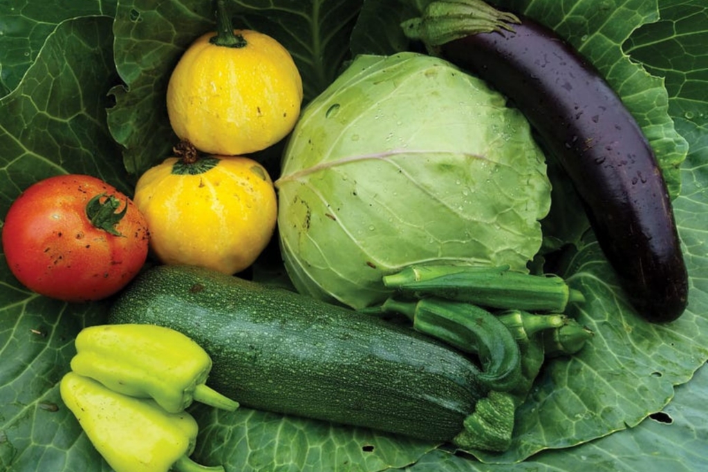 fresh produce, including eggplant, cabbage, zucchini and peppers, collected through Let's Grow Akron