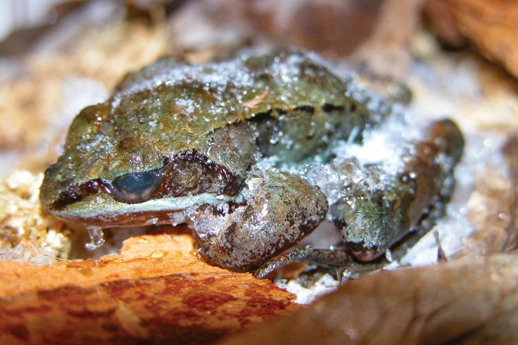 a frozen wood frog sits on leaf litter, with a dusting of snow across its back and legs