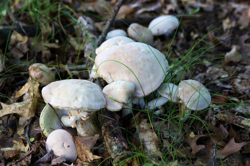 close-up of a cluster of white mushrooms on the forest floor