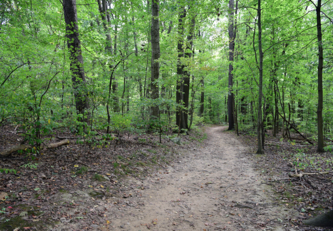 a dirt trail surrounded by green trees