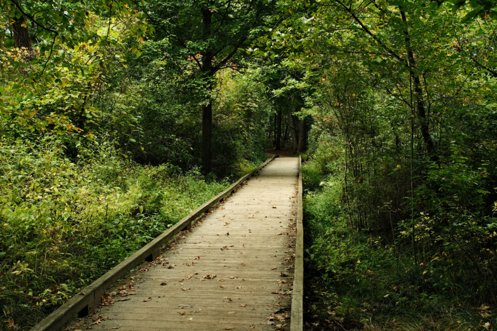 A wooden boardwalk surrounded by lush green trees with some yellowing leaves