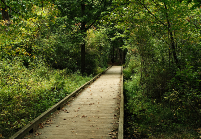 A wooden boardwalk surrounded by lush green trees with some yellowing leaves