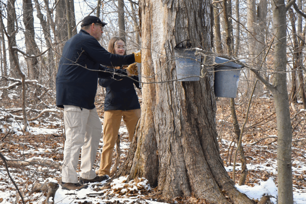 Interpretive naturalists check maple syrup taps near Liberty Park Nature Center