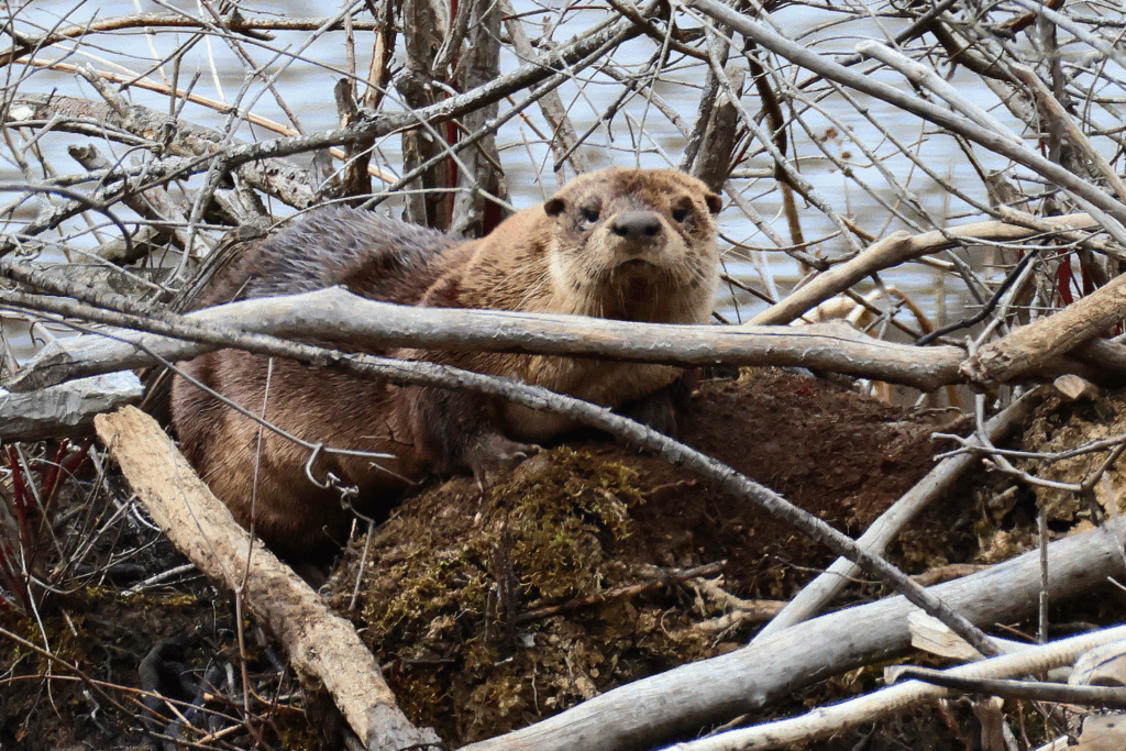 river otter along the water at Liberty Park