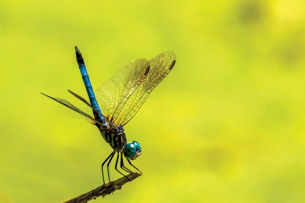 Blue dasher dragonfly sitting on a twig against an out-of-focus green background