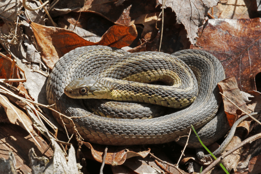Garter snake in Tinker's Creek State Nature Preserve in Liberty Park. Photo by Jerry Cannon