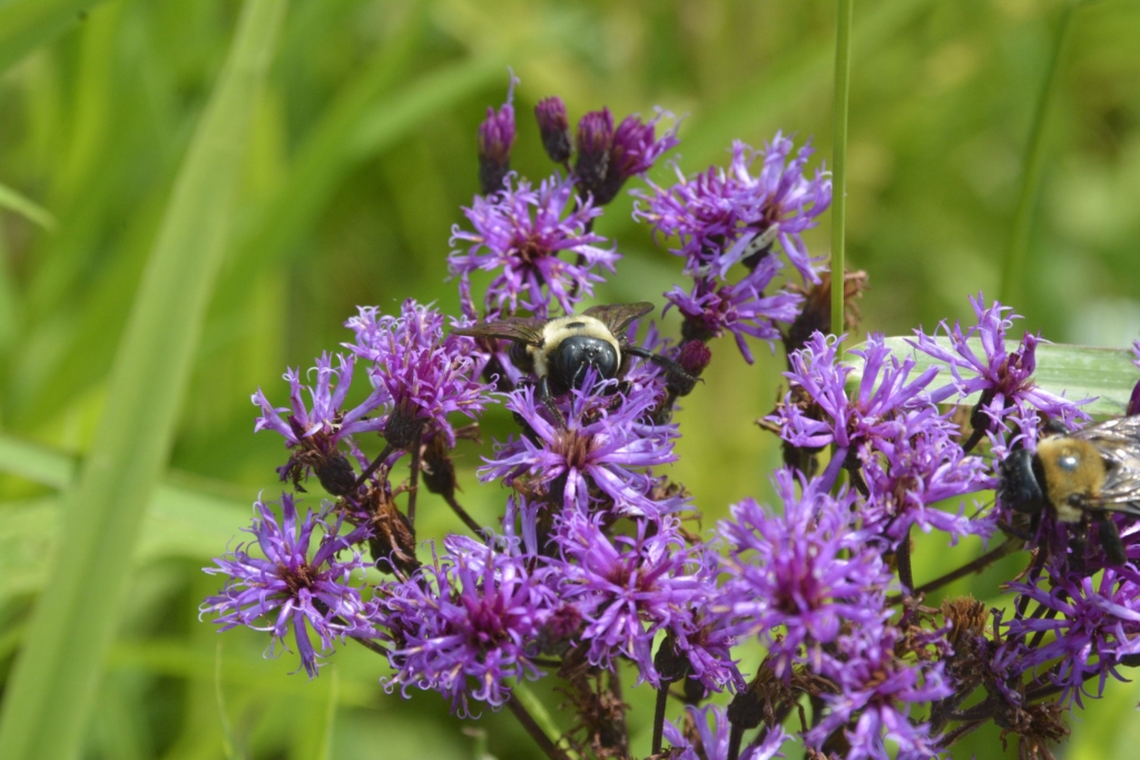 two carpenter bees on ironweed, photographed by Denny Reiser