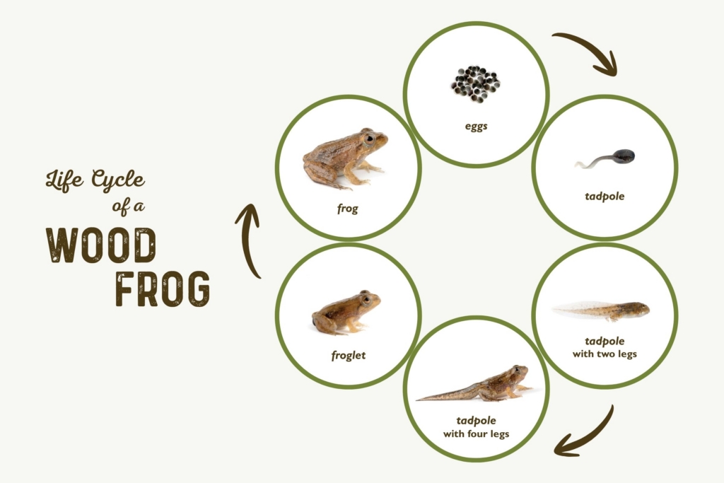 graphic showing the life cycle of a wood frog: eggs, tadpole, tadpole with two legs, tadpole with four legs, froglet, frog