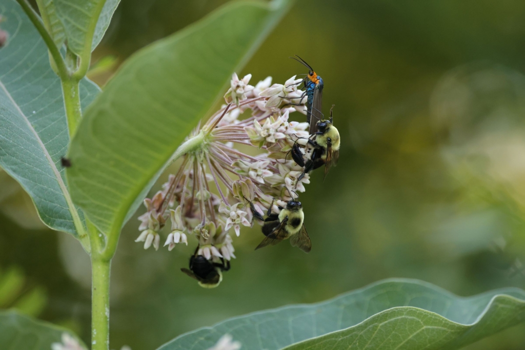 a variety of pollinators, including three bees, work on milkweed, photographed by Erin Krumpe