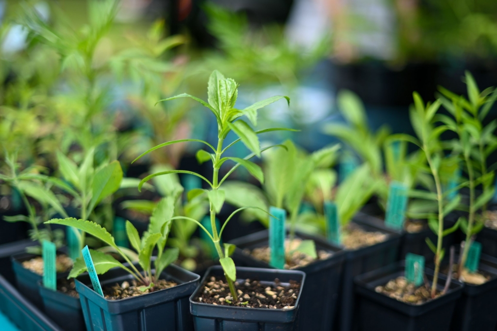 seedlings lined up for purchase at the annual Native Plant Festival