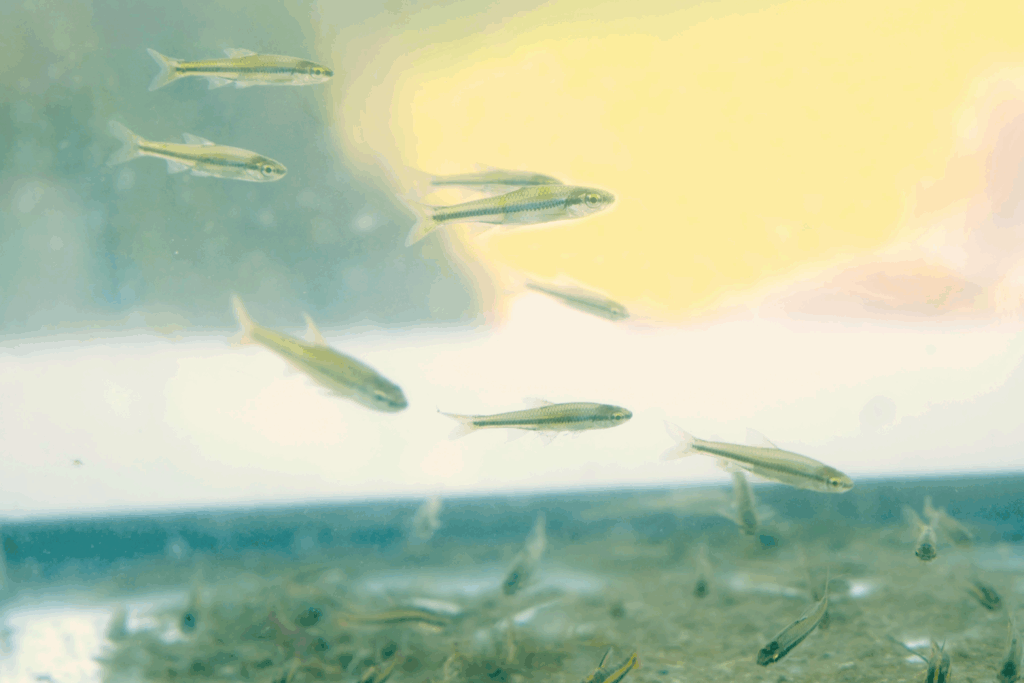 Blacknose shiners - swimming in temporary tank - that have been reintroduced in the Robert A. & Jean C. Meyers Conservation Area of Summit Metro Parks