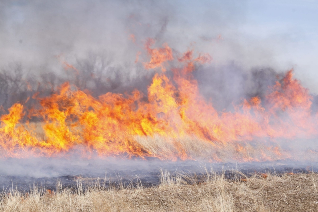 Prairie burn at Springfield Bog Metro Park (photo by volunteer Jerry Cannon)
