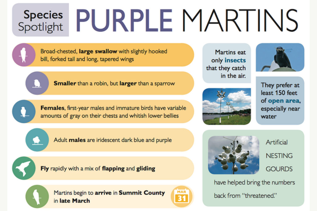 infographic showing various facts about purple martins