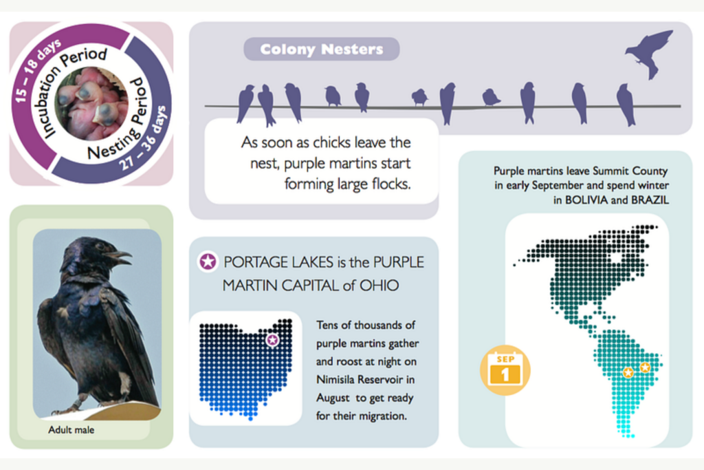 infographic showing various facts about purple martins