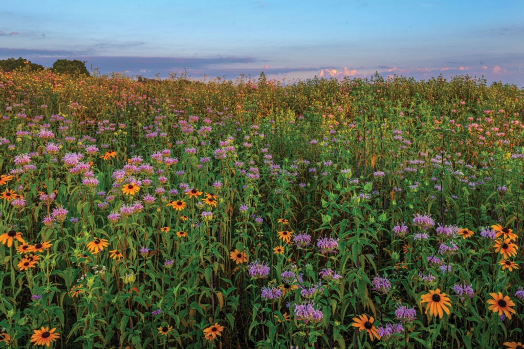 a field of colorful summer wildflowers is lit by the rising sun at Springfield Bog Metro Park