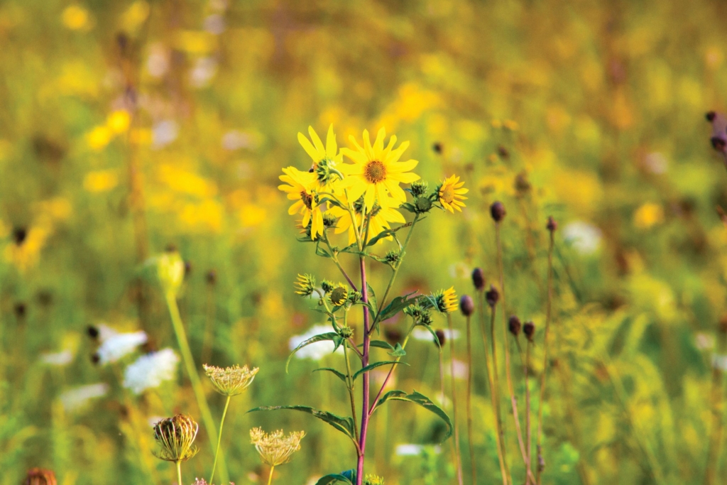 yellow wildflowers on a summer day at Springfield Bog Metro Park 