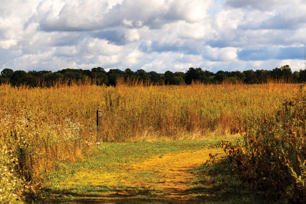 the golden-hued prairie at Springfield Bog Metro Park rests beneath a cloud-filled sky on a fall day