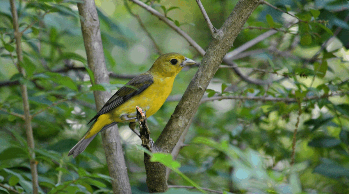 Female scarlet tanager in Sand Run Metro Park