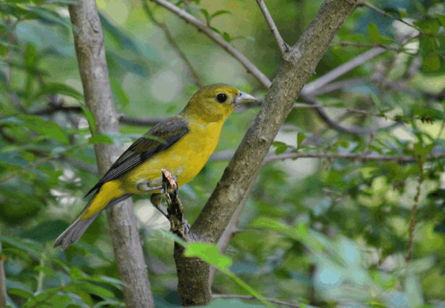 Female scarlet tanager in Sand Run Metro Park
