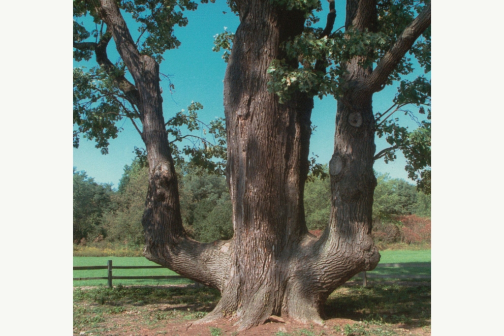 Signal Tree at Cascade Valley Metro Park - photographed in 1980