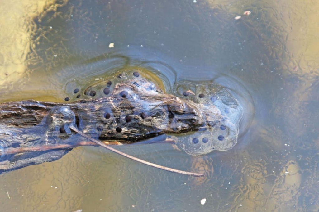 Smallmouth salamander eggs on a log in a vernal pool.