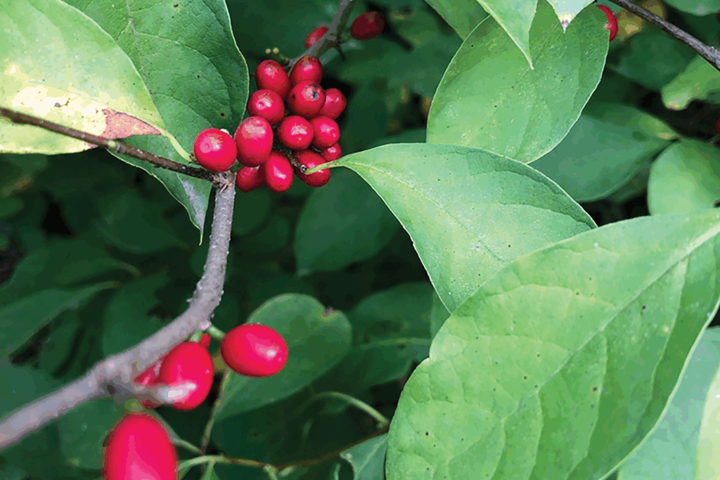 close up of spicebush branch with red berries and green leaves