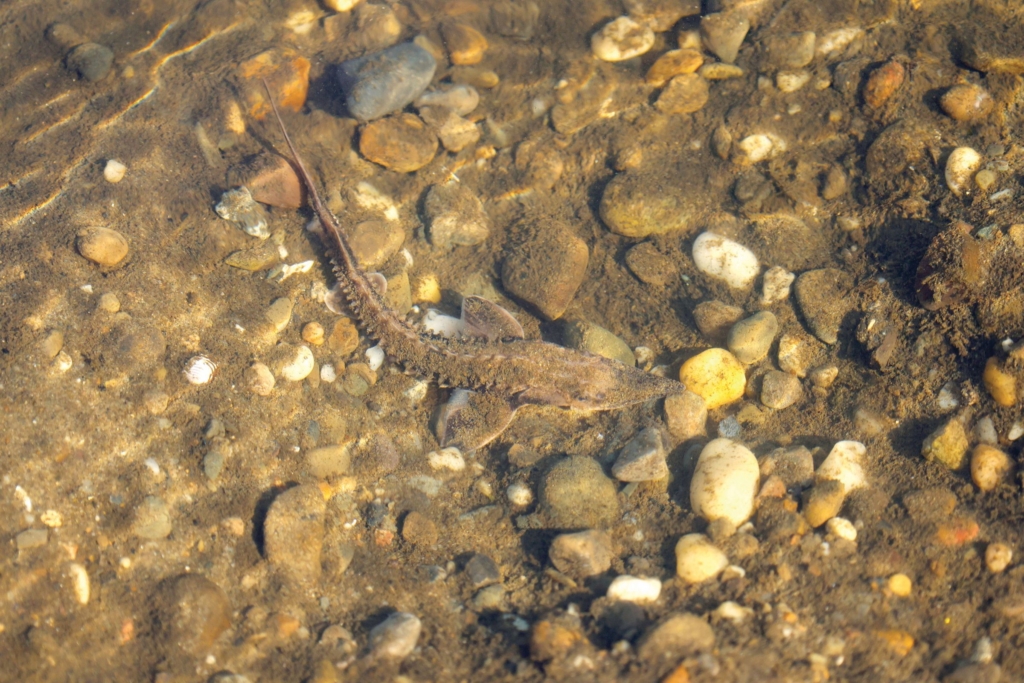 a fingerling lake sturgeon swims in the Cuyahoga River after being released