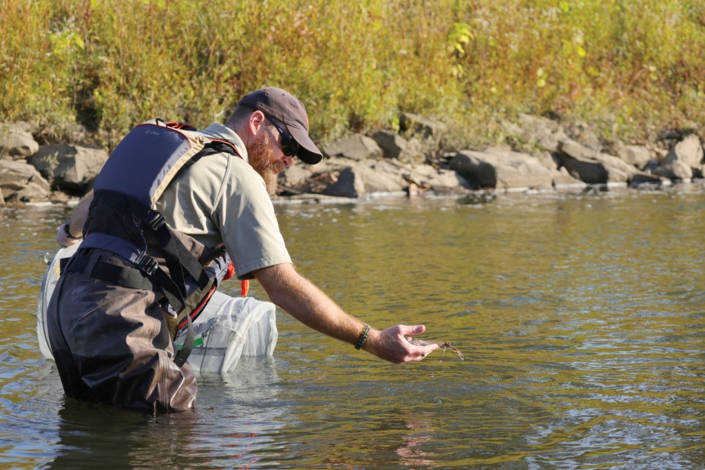 Ramsey Langford, park biologist, stands knee-deep in the Cuyahoga River, releasing a fingerling lake sturgeon into the water
