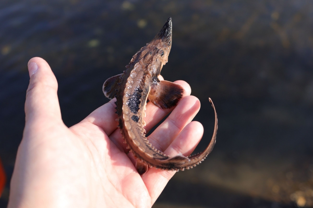 close-up of a fingerling lake sturgeon being held in someone's left hand, about to be released into the Cuyahoga River